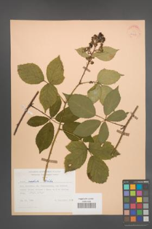 Rubus radula [KOR 25551]