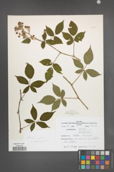 Rubus radula [KOR 51021]