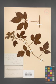 Rubus rhombifolius [KOR 18540]