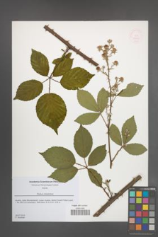 Rubus rolulentus [rorulentus] [KOR 51810]