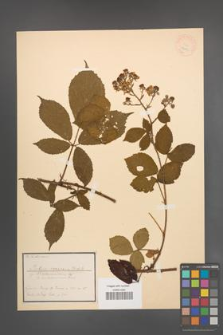 Rubus rosaceus [KOR 18551]
