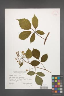 Rubus rudis [KOR 39361]
