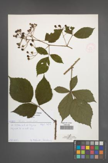 Rubus rudis [KOR 52016]