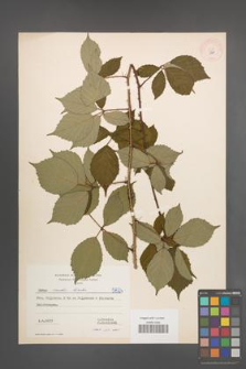 Rubus rudis [KOR 5824]