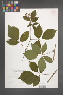 Rubus rudis [KOR 54346]