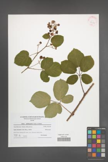 Rubus salisburgensis [KOR 42114]