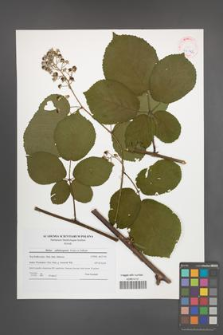 Rubus salisburgensis [KOR 42142]
