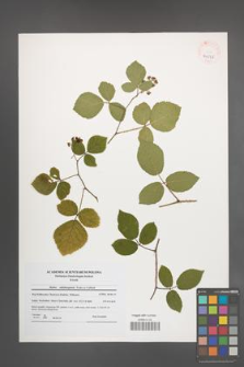 Rubus salisburgensis [KOR 41078]