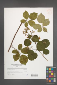 Rubus salisburgensis [KOR 39768]