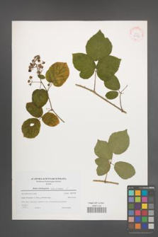 Rubus salisburgensis [KOR 38965]