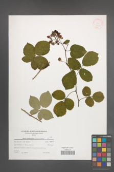 Rubus salisburgensis [KOR 38809]
