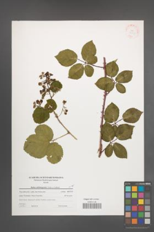 Rubus salisburgensis [KOR 38807]