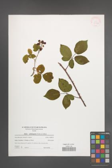 Rubus salisburgensis [KOR 39762]