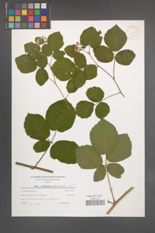 Rubus salisburgensis [KOR 39770]