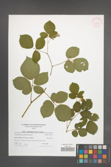 Rubus salisburgensis [KOR 42329]