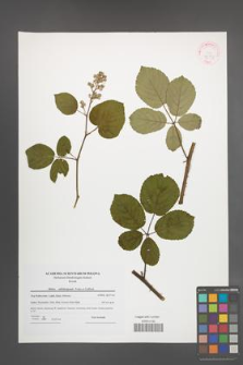Rubus salisburgensis [KOR 42331]