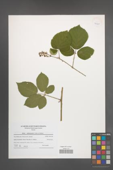 Rubus salisburgensis [KOR 41221]