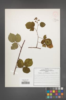Rubus salisburgensis [KOR 52106]