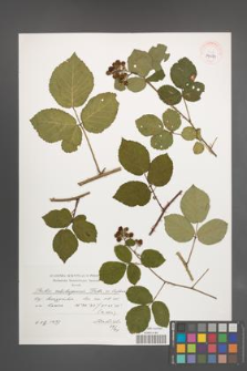 Rubus salisburgensis [KOR 39071]