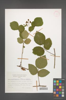Rubus salisburgensis [KOR 27968]