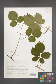 Rubus salisburgensis [KOR 27969]