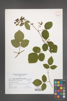 Rubus salisburgensis [KOR 40968]