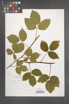 Rubus scaber [KOR 32133]