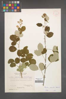 Rubus sanctus [KOR 27089]