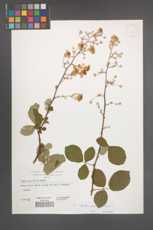 Rubus sanctus [KOR 32556]