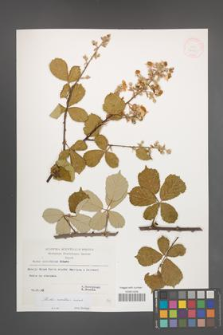 Rubus sanctus [KOR 32563]