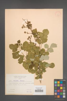 Rubus sanctus [KOR 18630]