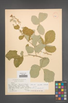 Rubus sanctus [KOR 18560]