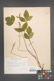 Rubus saxatilis [KOR 28043]