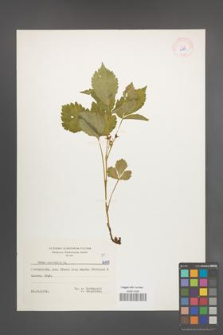 Rubus saxatilis [KOR 6197]