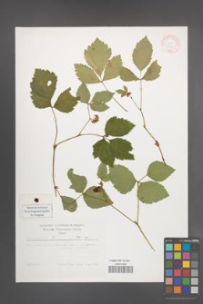 Rubus saxatilis [KOR 31178]