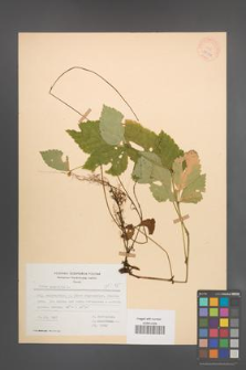 Rubus saxatilis [KOR 28044]