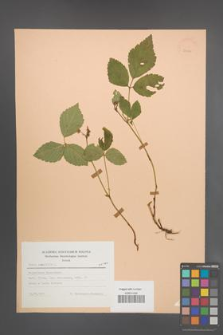 Rubus saxatilis [KOR 23452]