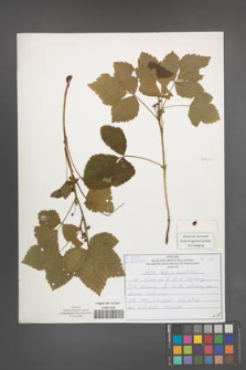 Rubus saxatilis [KOR 51023]
