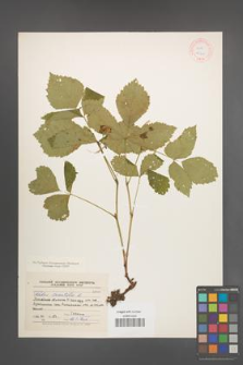 Rubus saxatilis [KOR 18601]