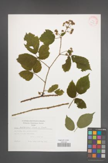 Rubus schleicheri [KOR 29444]