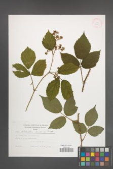 Rubus schleicheri [KOR 29445]