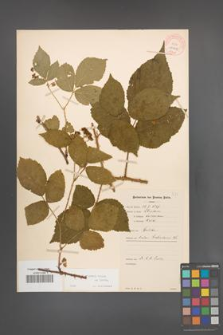Rubus schleicheri [KOR 10964]