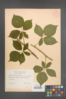 Rubus schnedleri [KOR 8650]