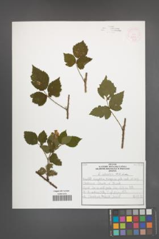 R. [Rubus] schnedleri [KOR 52589]