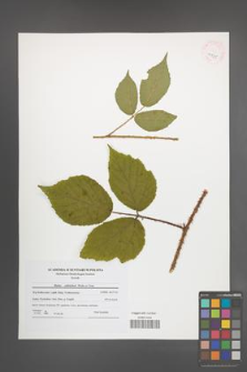 Rubus schleicheri [KOR 41585]