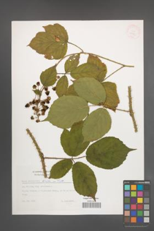 Rubus schleicheri [KOR 32438]