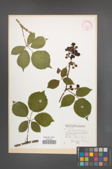 Rubus schnedleri [KOR 32319]