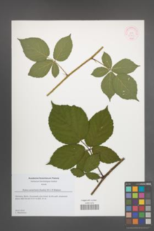 Rubus sciocharis [KOR 51765]