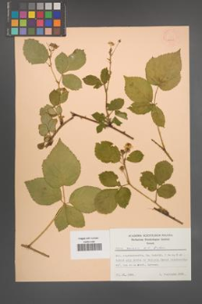 Rubus scissus [KOR 28053]