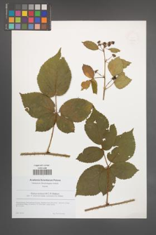 Rubus scissus [KOR 49209]